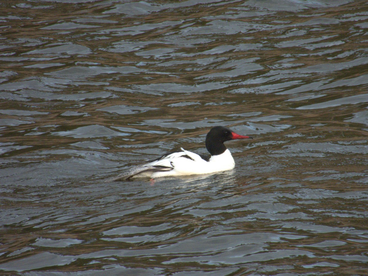 Common Merganser - Vince Hiebert