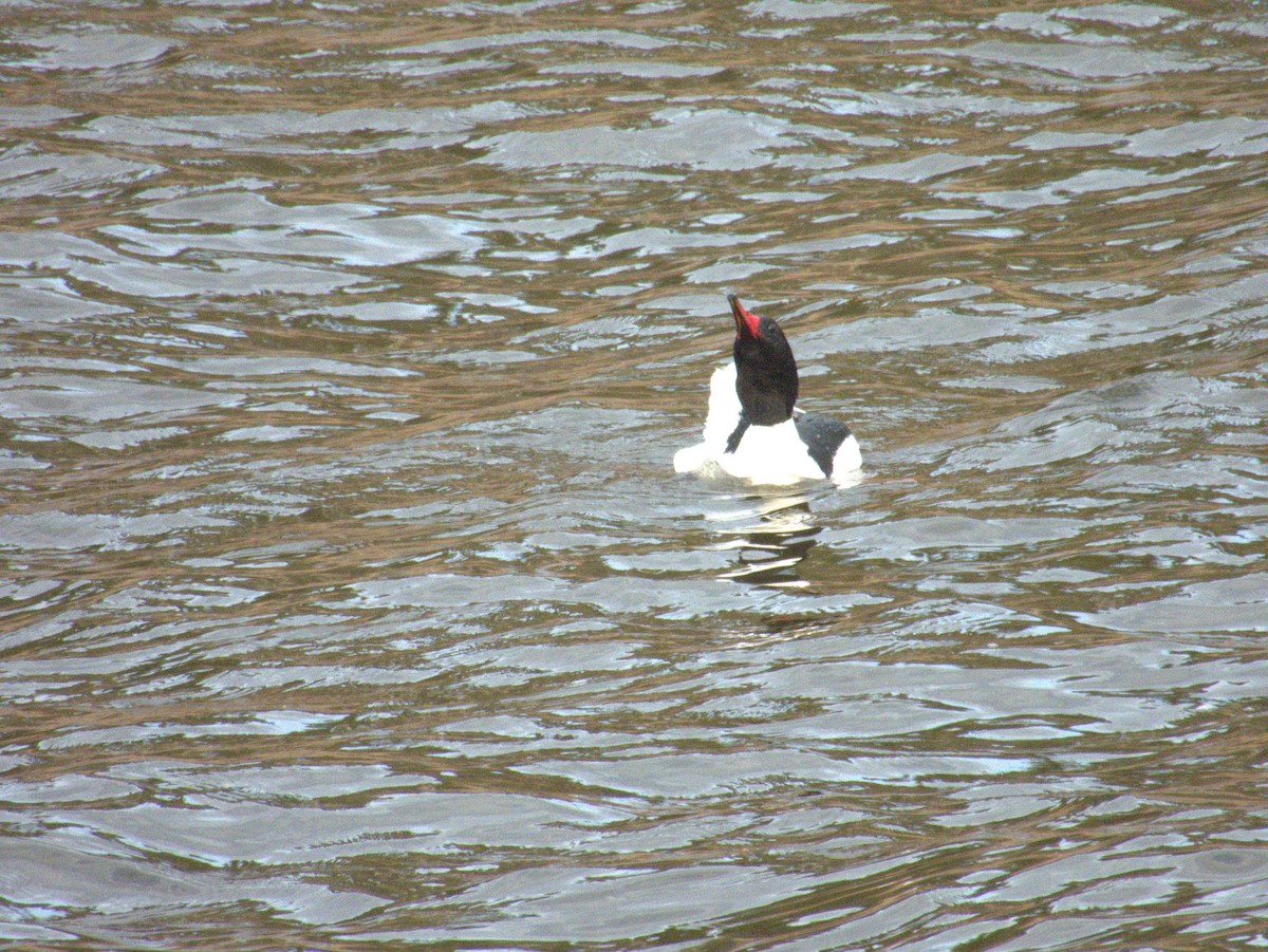 Common Merganser - Vince Hiebert