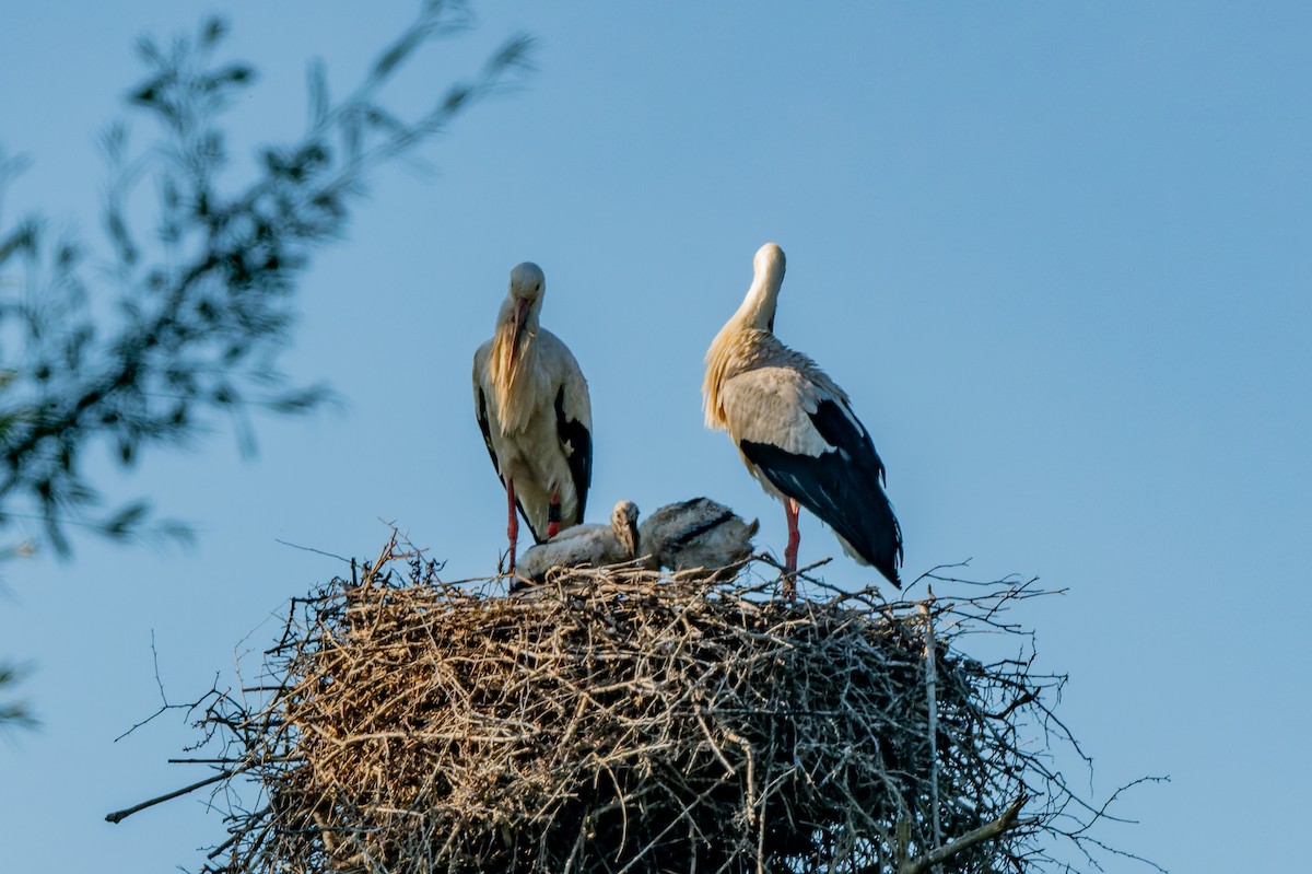 White Stork - lucien ABAH