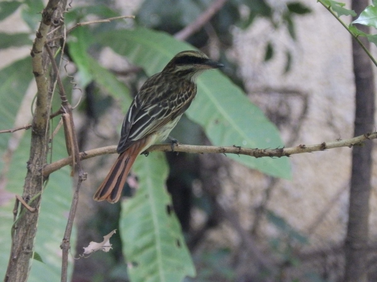 Streaked Flycatcher - Edouard Paiva