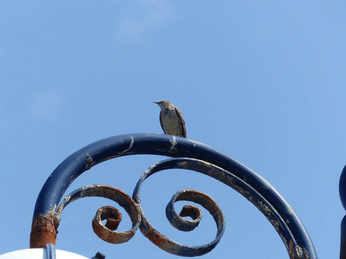 Rock Pipit - ML619493214