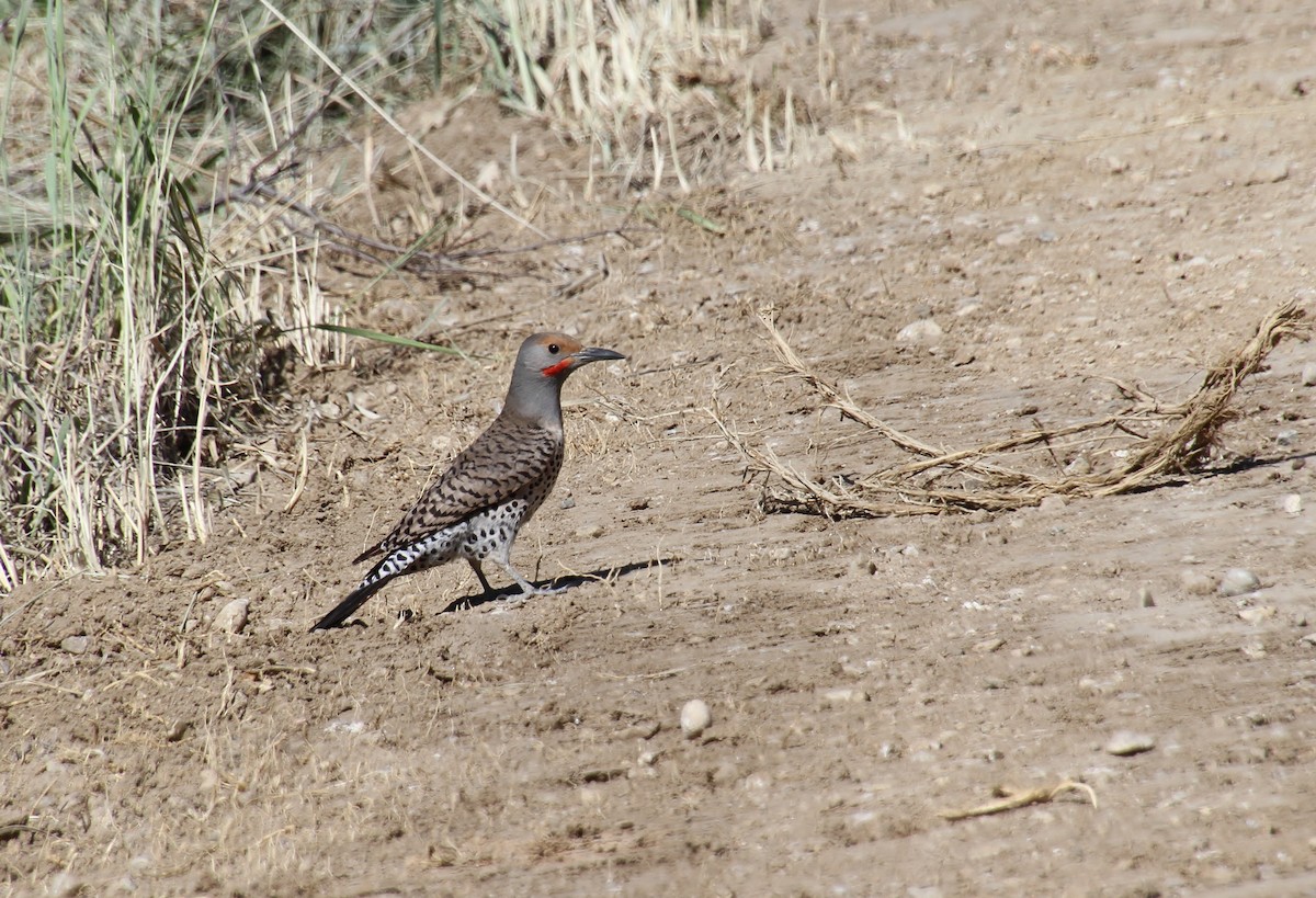 Northern Flicker (Red-shafted) - Jared Peck