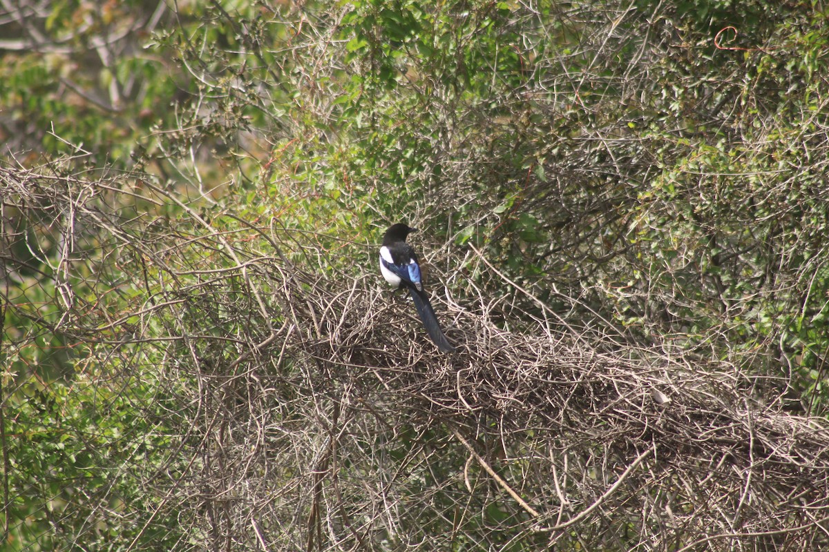 Eurasian Magpie - Arnau Pedrocchi