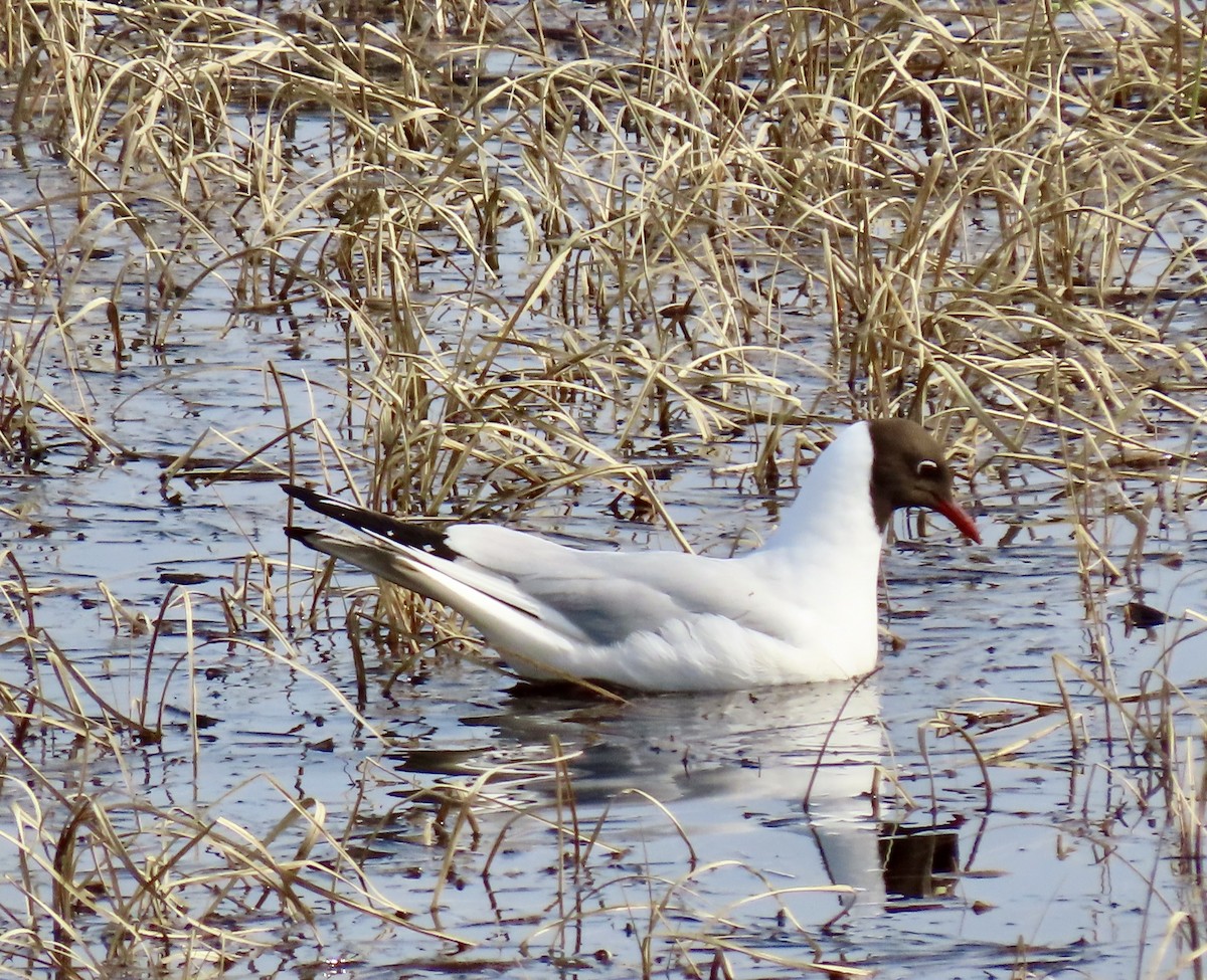 Black-headed Gull - ML619493220