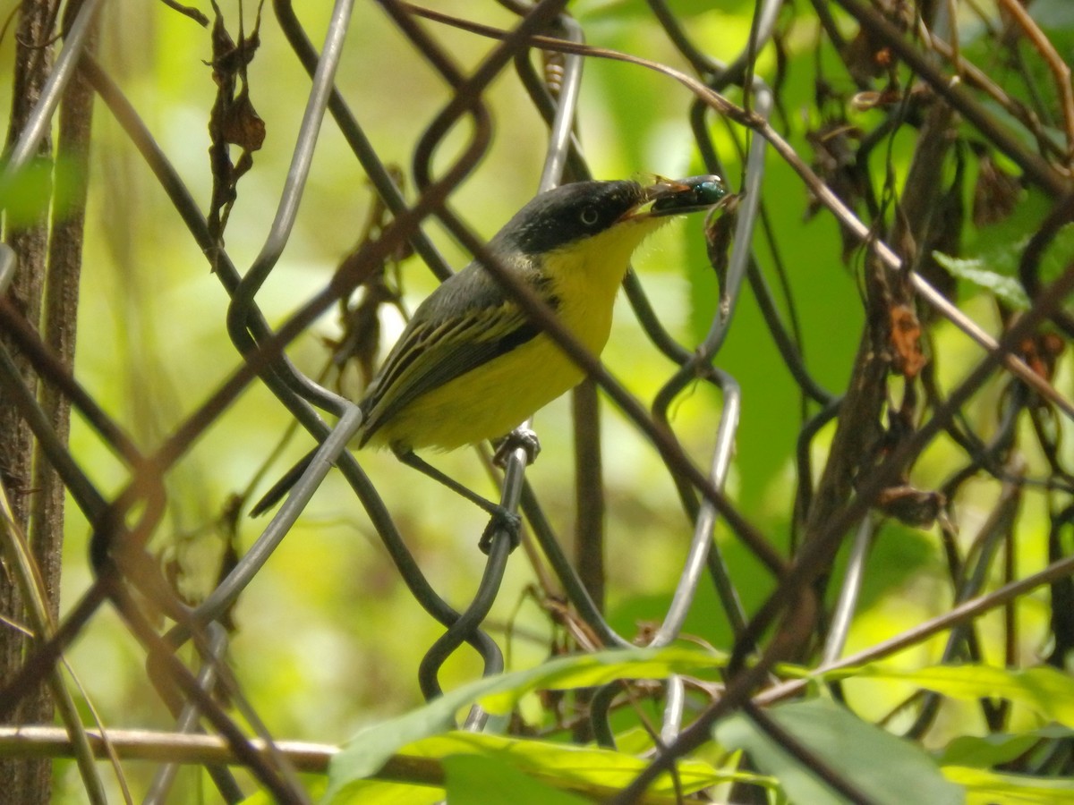 Common Tody-Flycatcher - Edouard Paiva