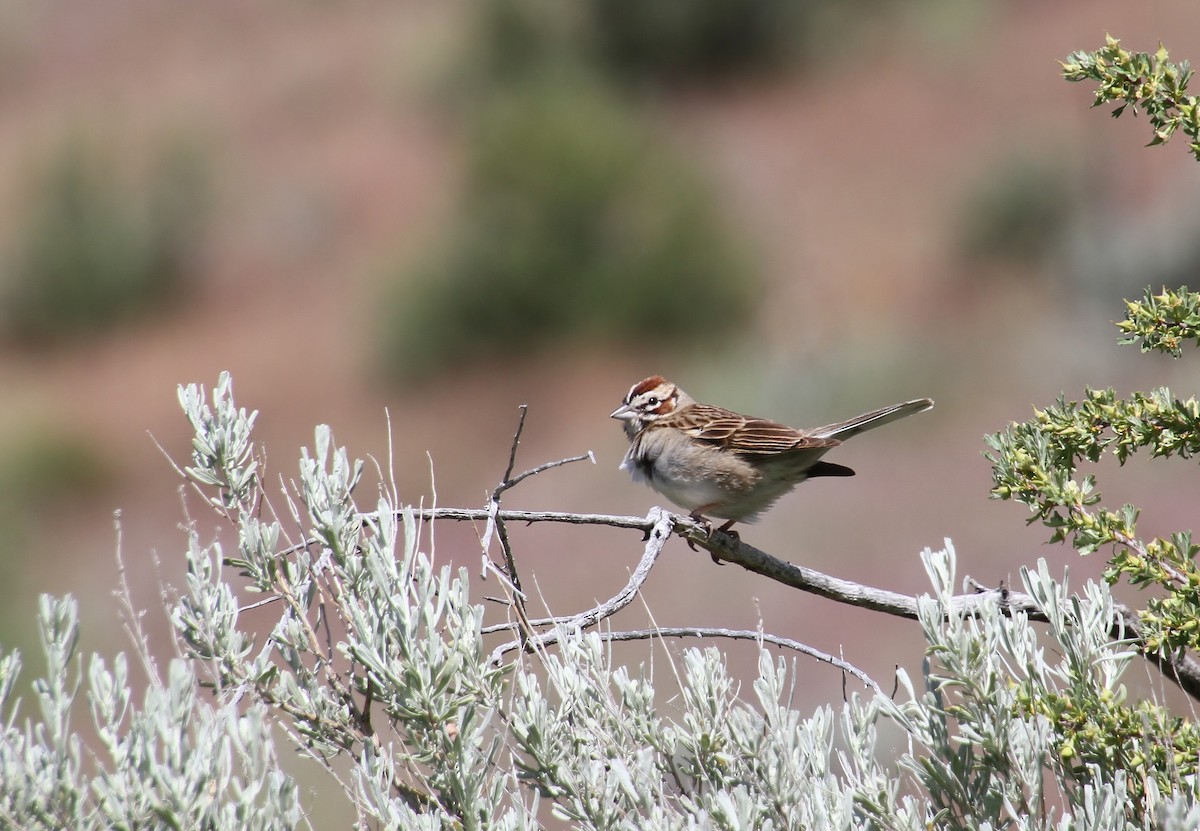 Lark Sparrow - Jared Peck