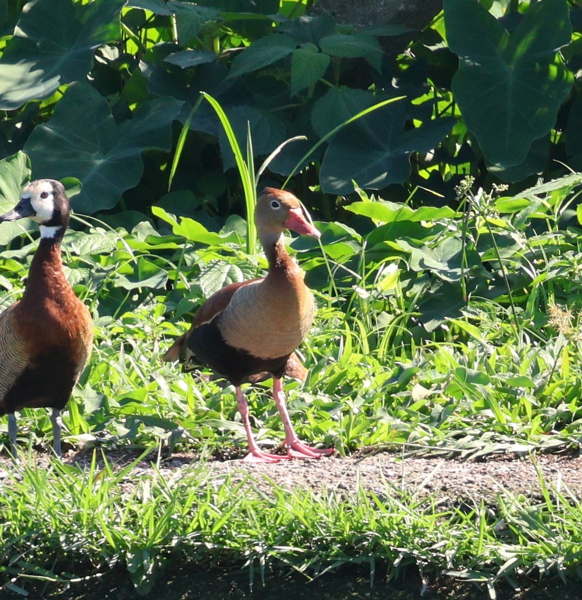 White-faced Whistling-Duck - Miguel Podas