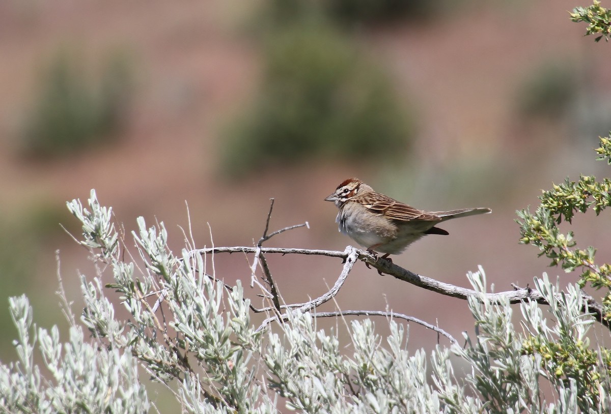 Lark Sparrow - Jared Peck