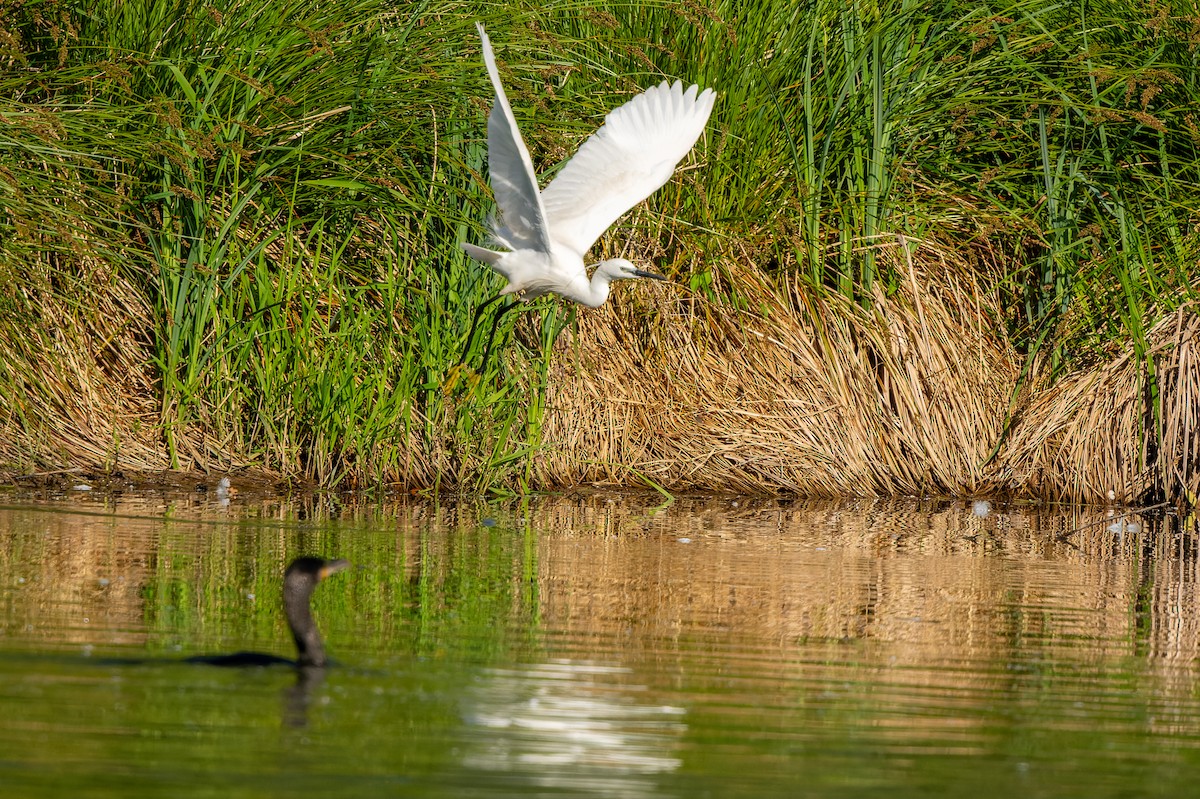 Great Egret - lucien ABAH