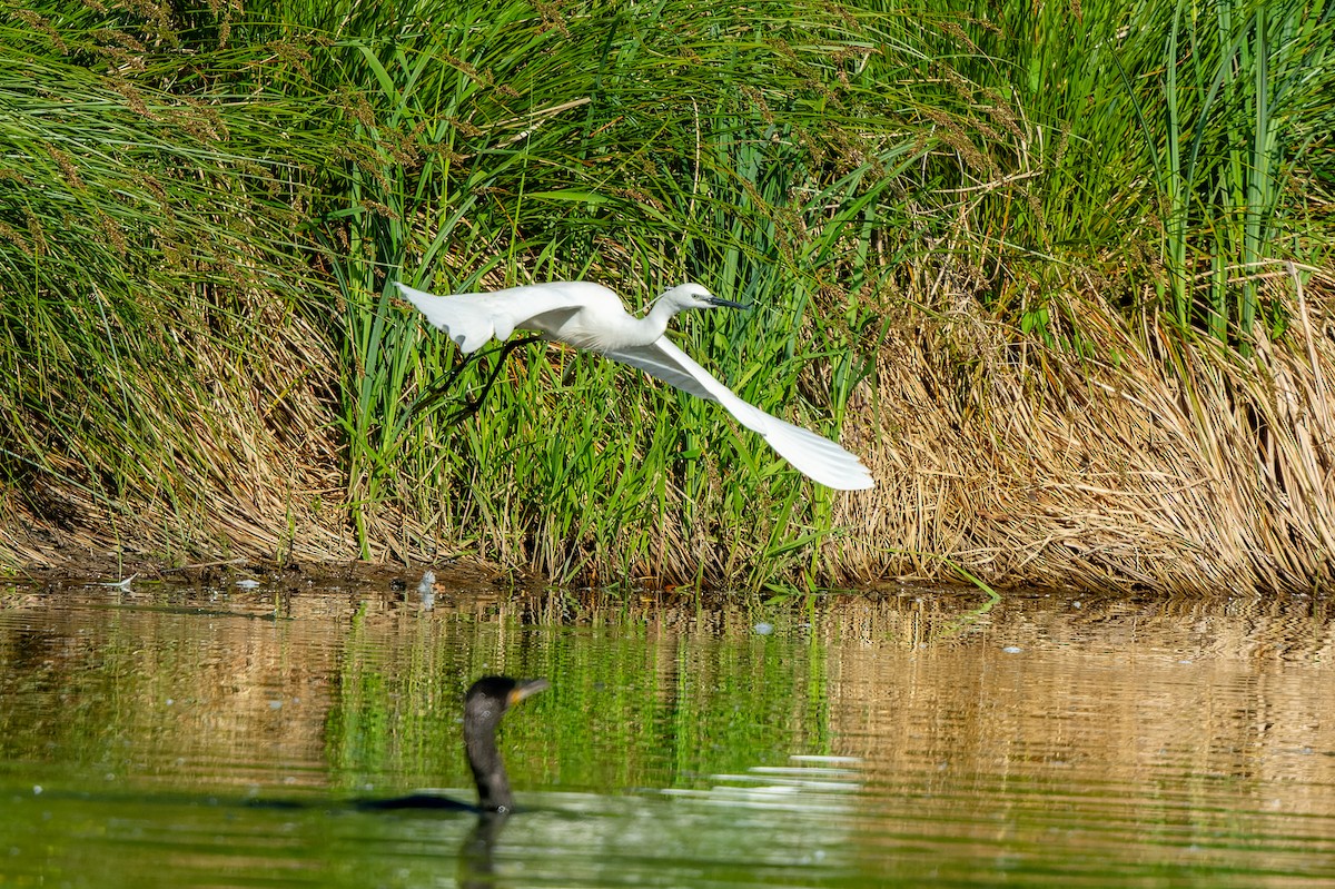 Great Egret - lucien ABAH