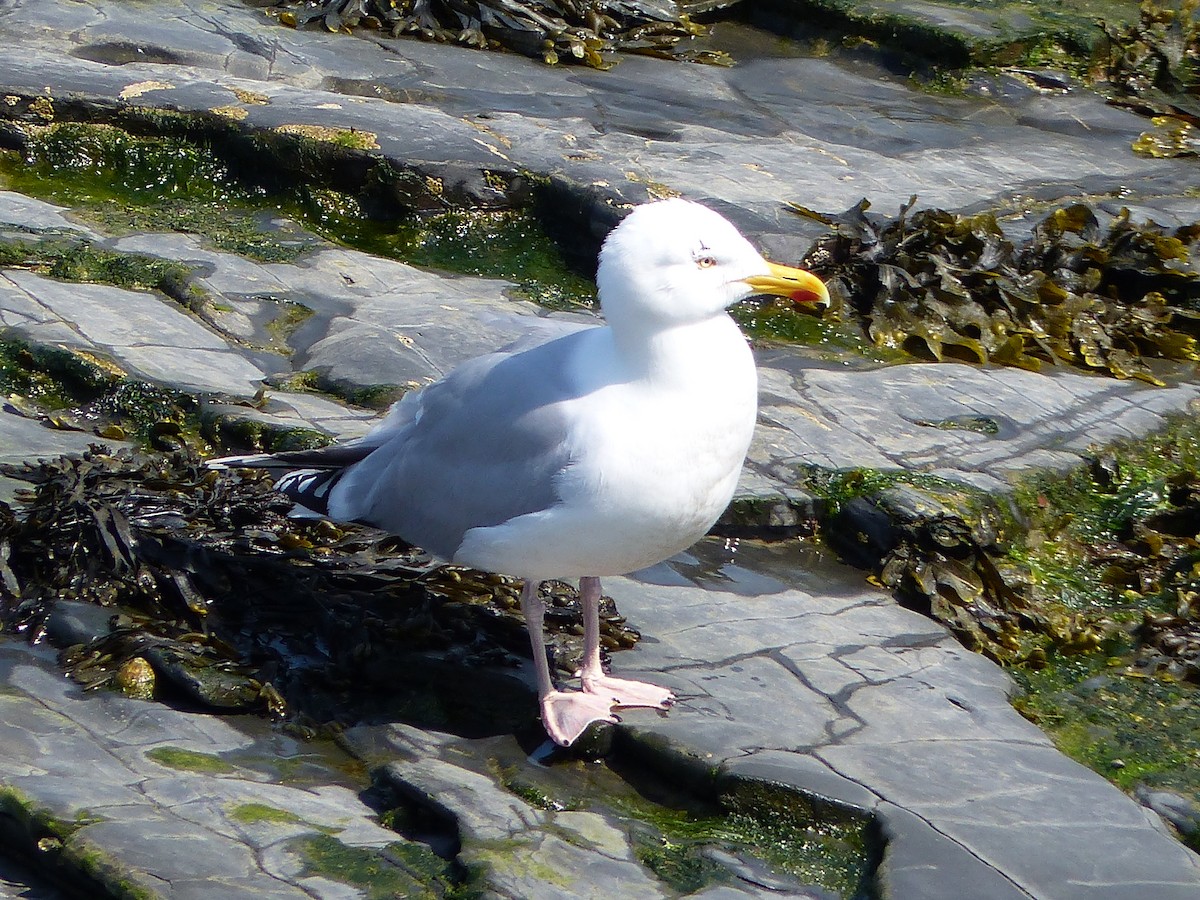 European Herring Gull - ML619493238