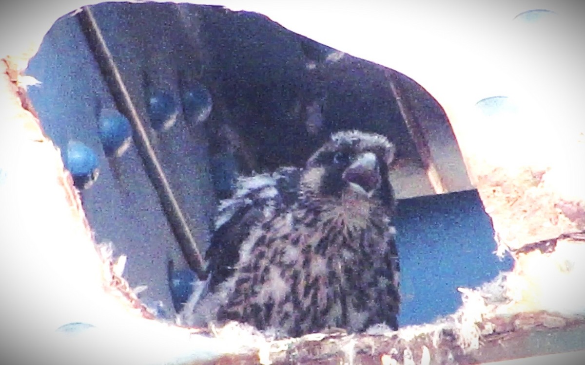 Peregrine Falcon - Fred Kachmarik