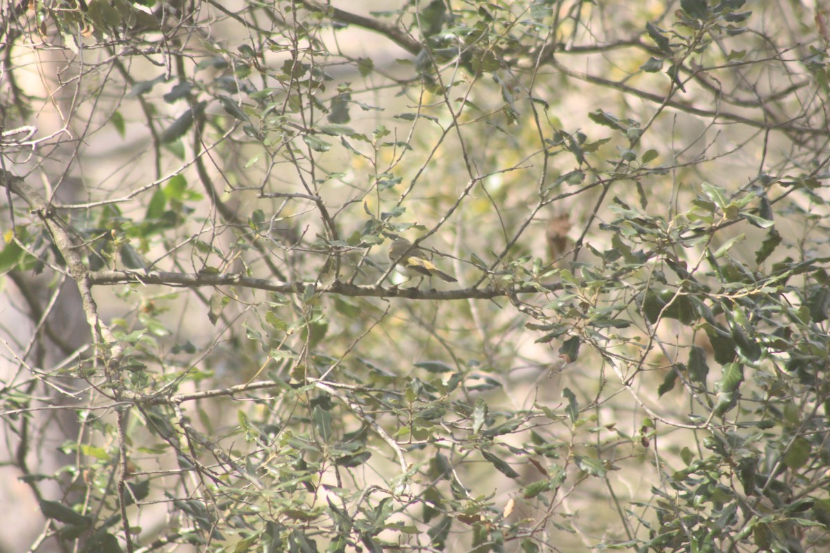 Western Bonelli's Warbler - Arnau Pedrocchi