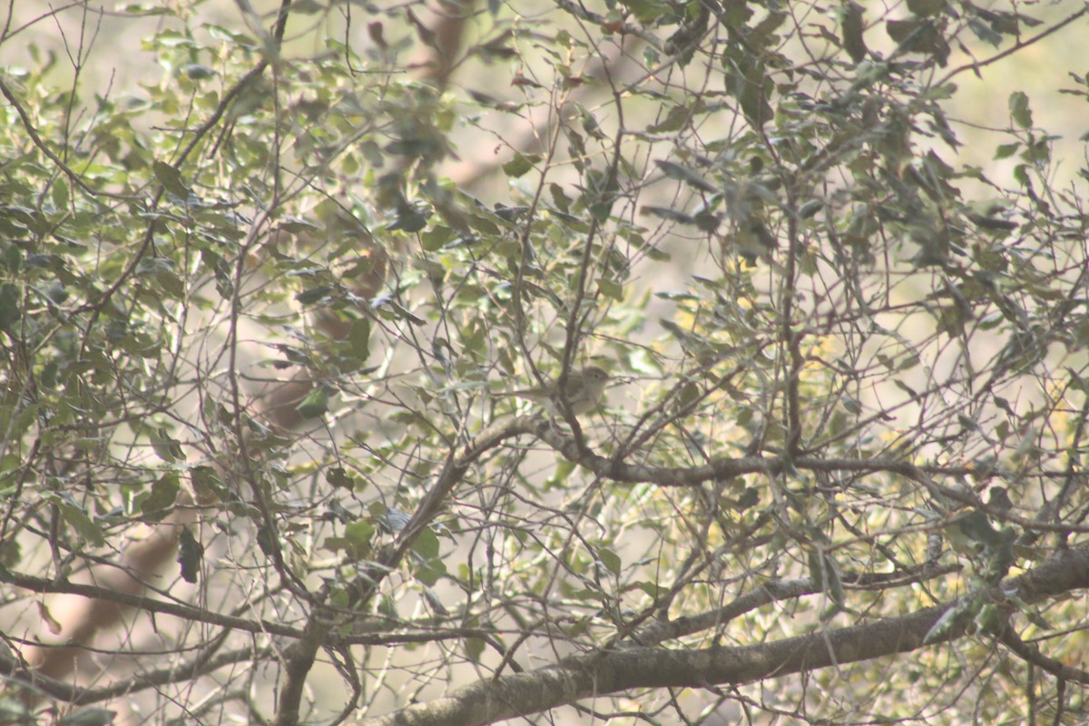 Western Bonelli's Warbler - Arnau Pedrocchi