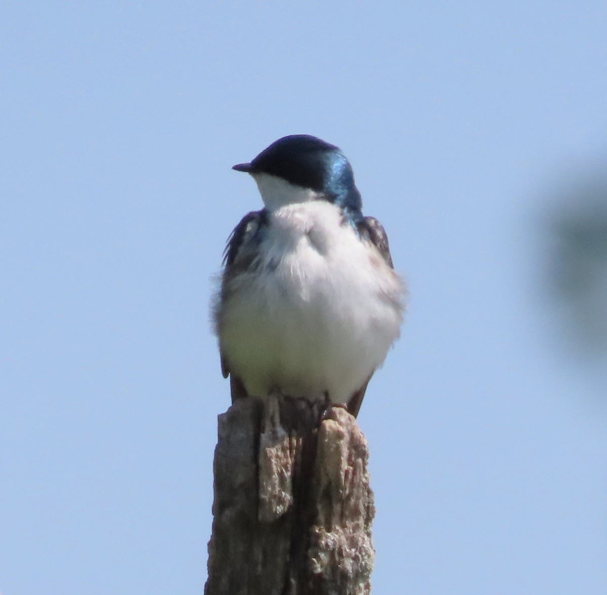 Golondrina Bicolor - ML619493249