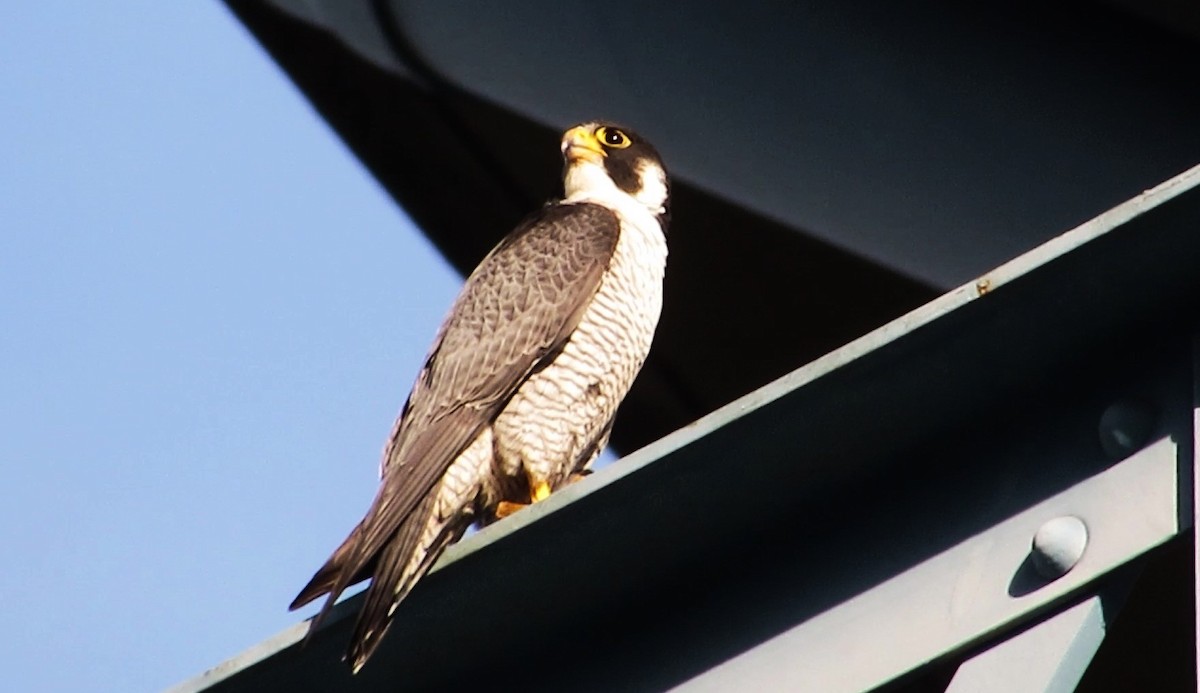 Peregrine Falcon - Fred Kachmarik