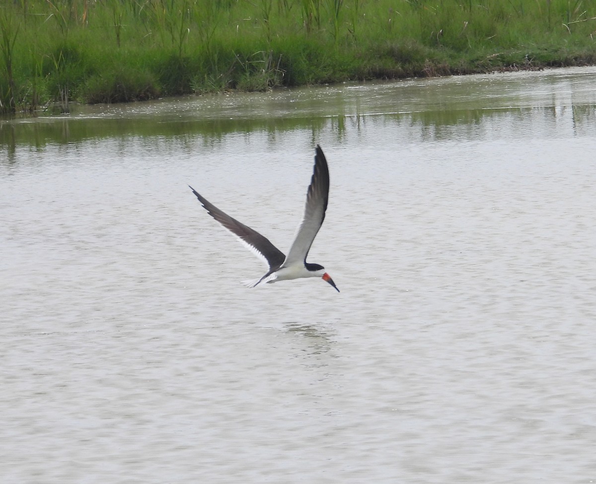 Black Skimmer - Jeff Miller