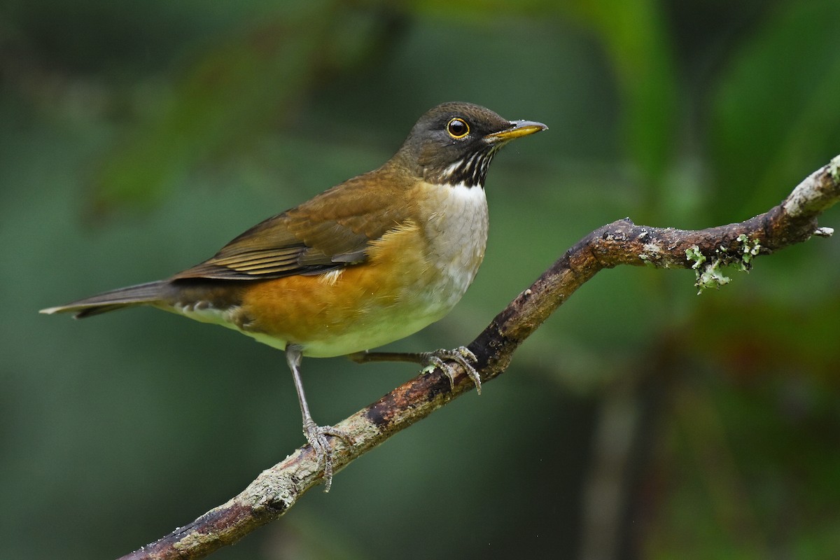 White-necked Thrush - Guilherme  Willrich