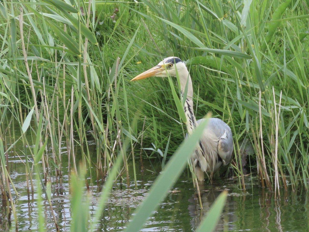 Gray Heron - christopher stuart elmer