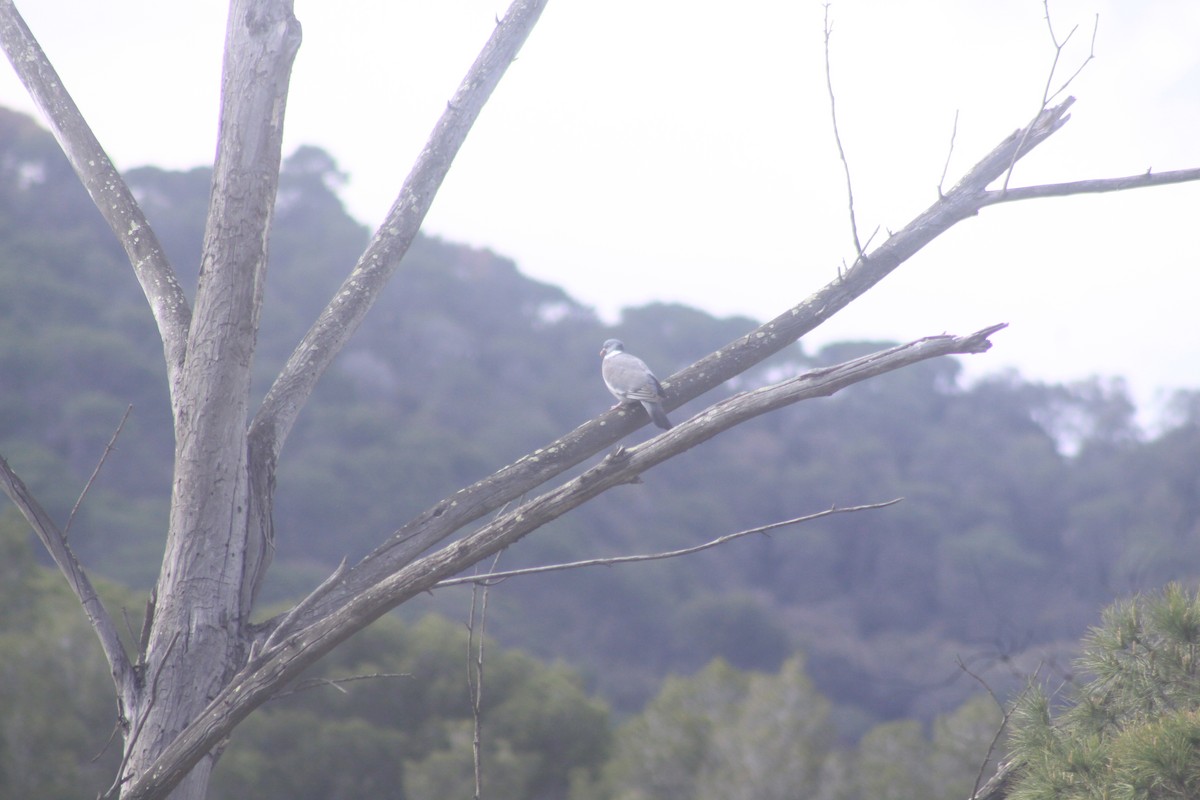 Common Wood-Pigeon - Arnau Pedrocchi