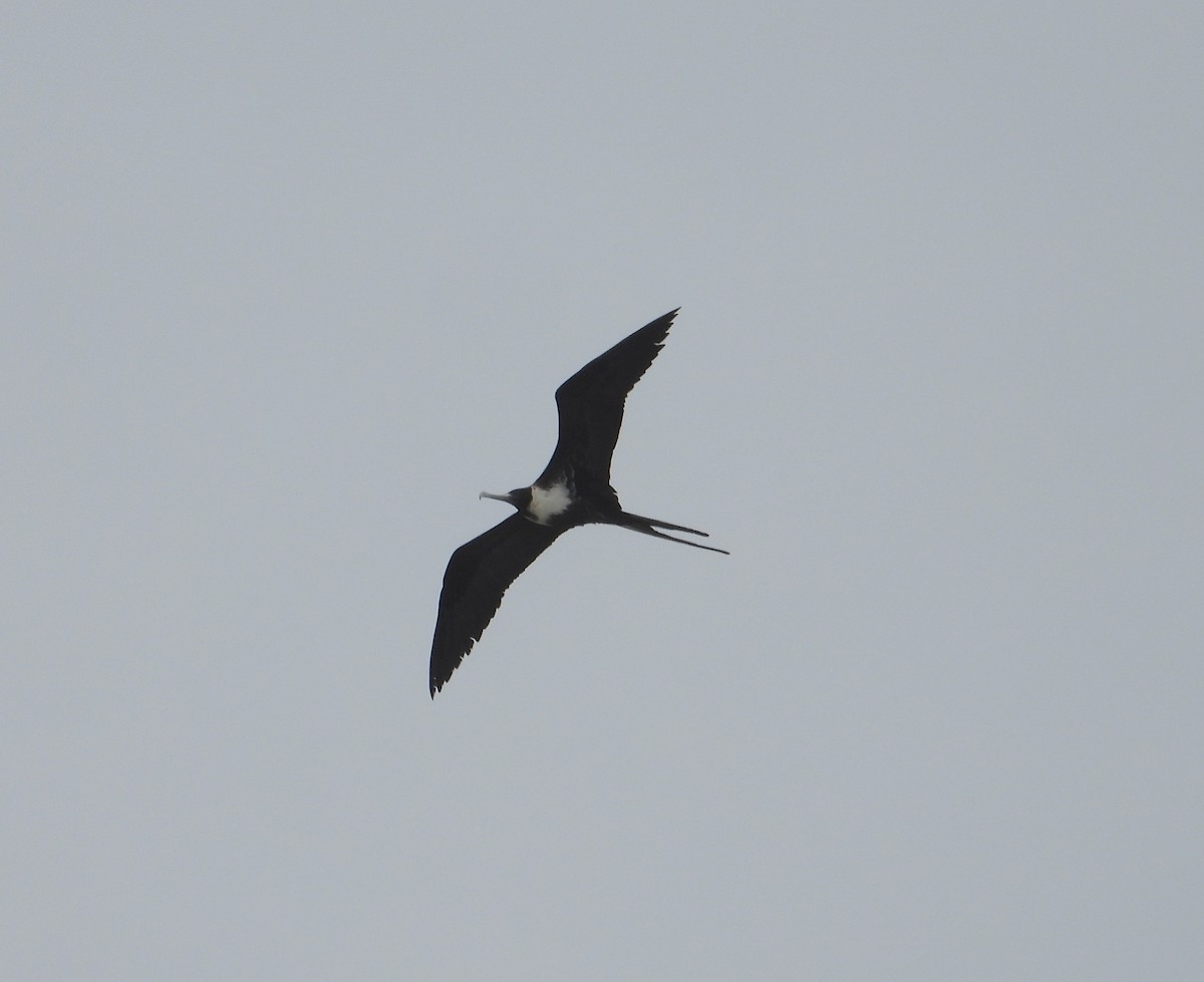 Magnificent Frigatebird - Jeff Miller