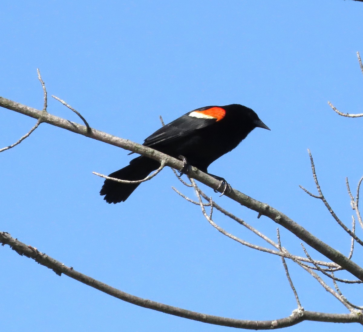 Red-winged Blackbird - Susan Cooper