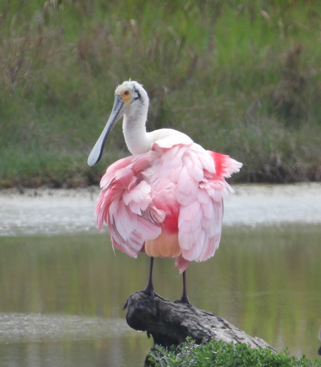 Roseate Spoonbill - Jeff Miller