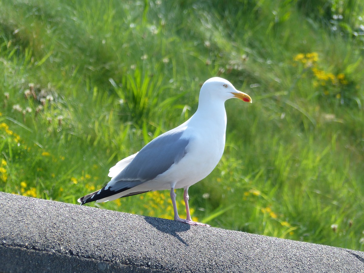 European Herring Gull - ML619493271