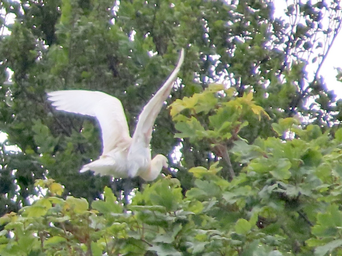 Eurasian Spoonbill - christopher stuart elmer