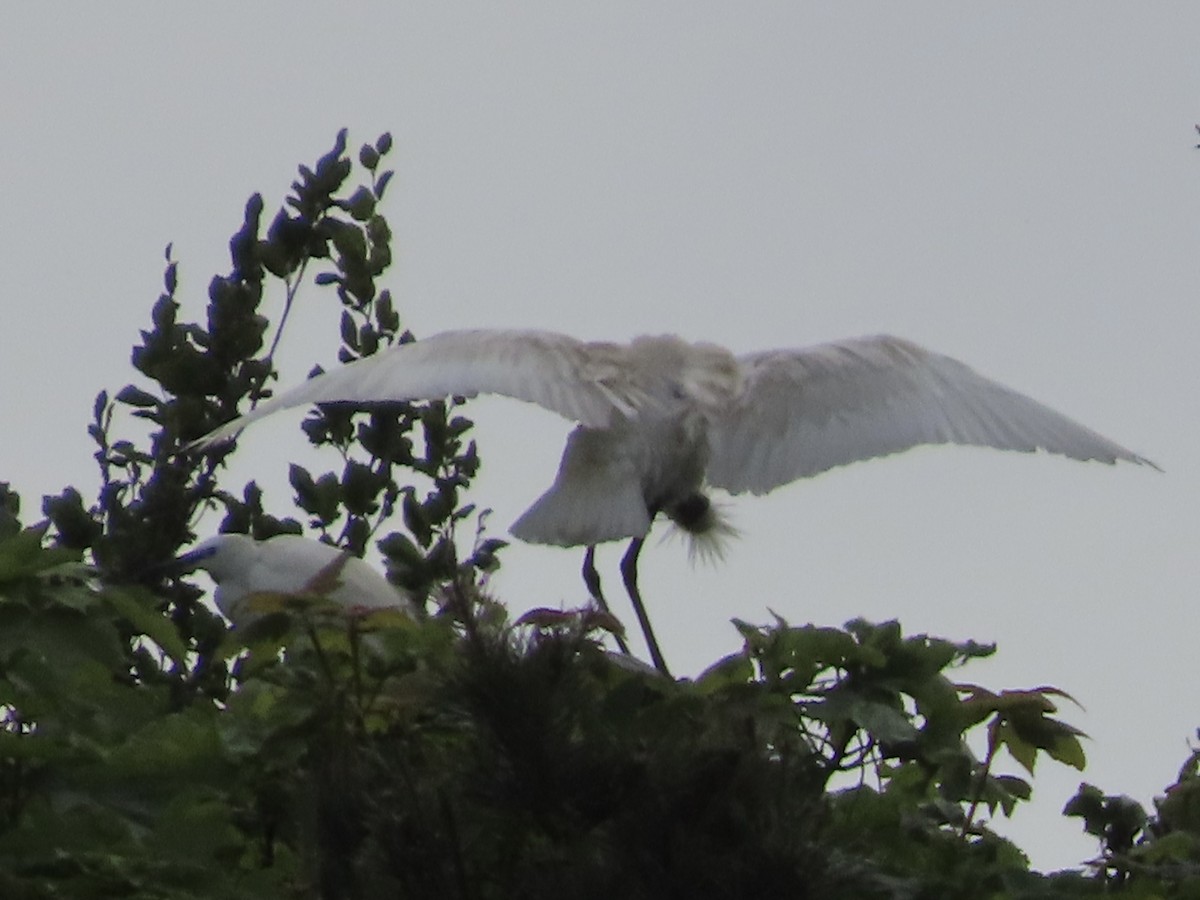 Eurasian Spoonbill - christopher stuart elmer