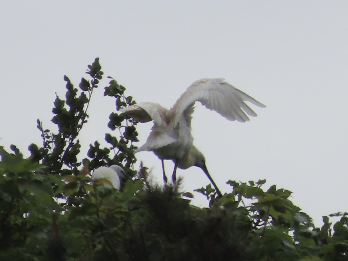 Eurasian Spoonbill - christopher stuart elmer