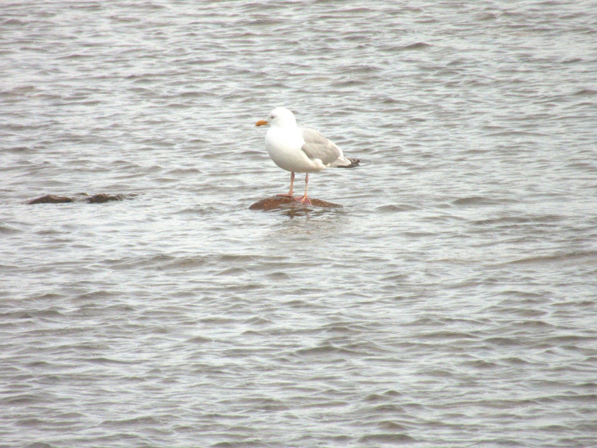 Herring Gull - Vince Hiebert