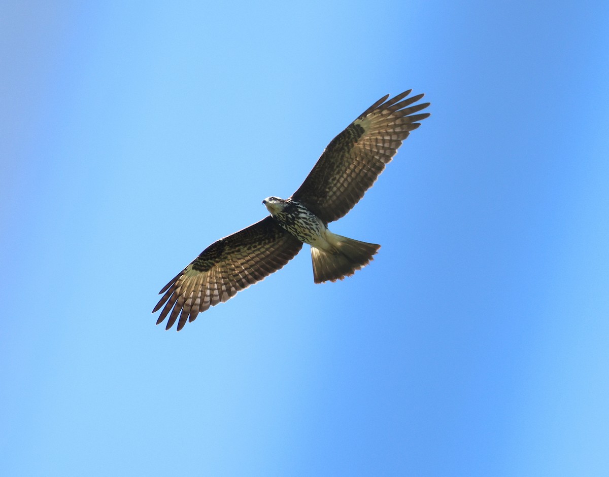 Snail Kite - Miguel Podas