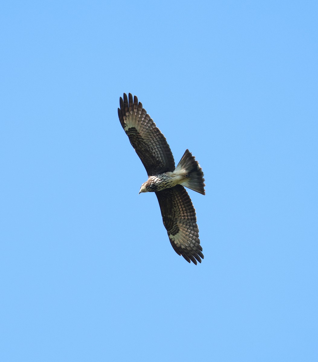 Snail Kite - Miguel Podas