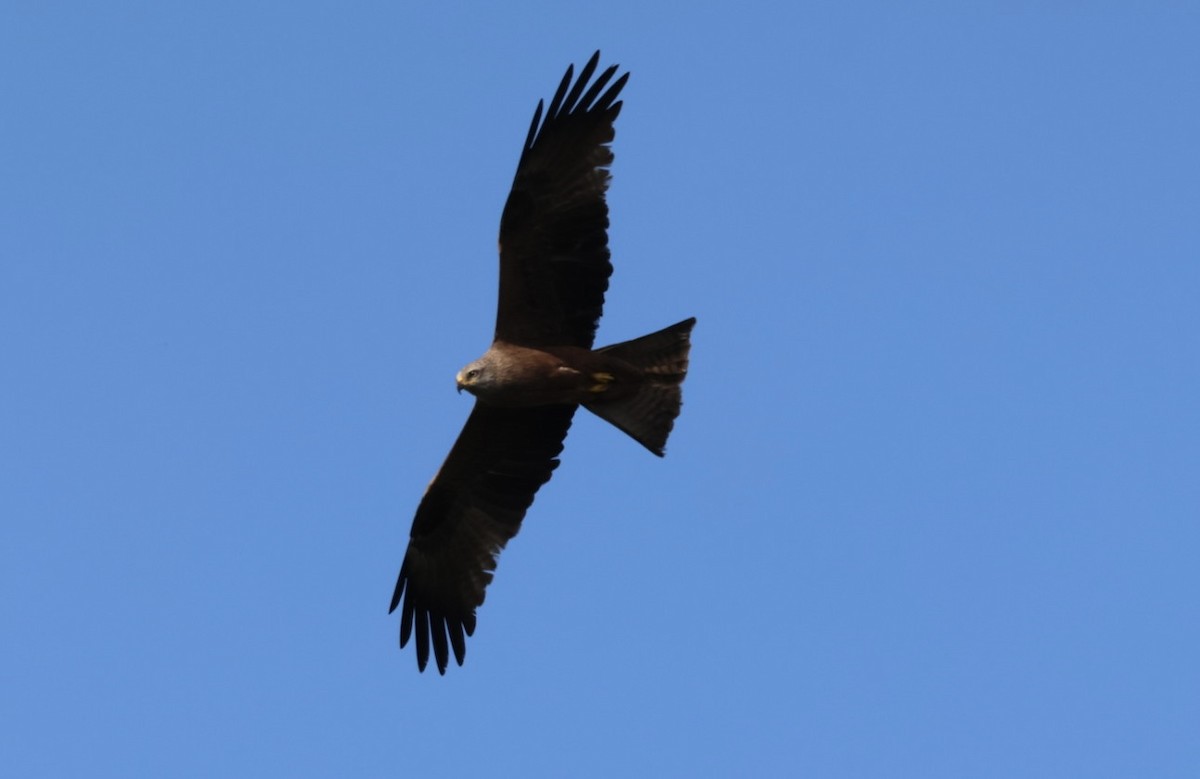 Black Kite - karen  leonhardt