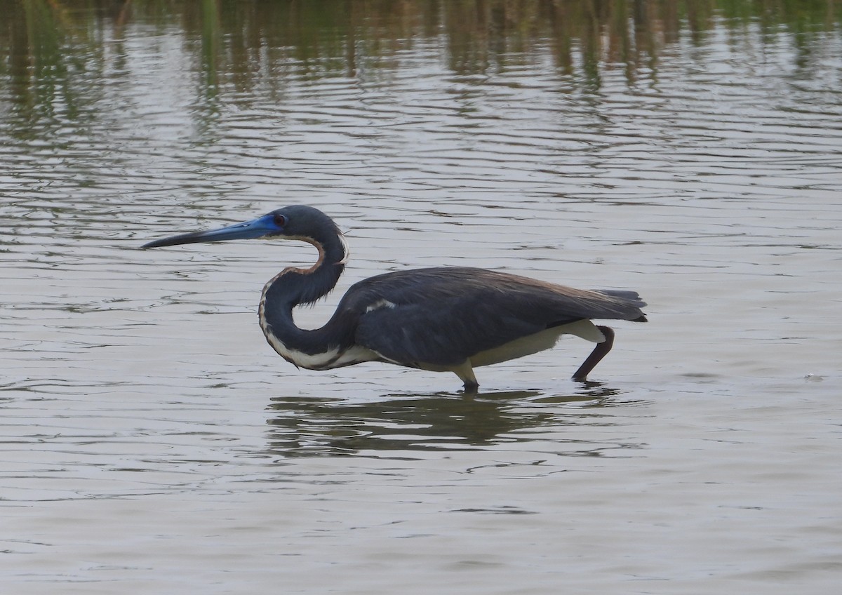 Tricolored Heron - Jeff Miller