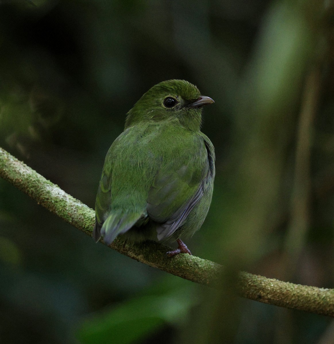 Swallow-tailed Manakin - Miguel Podas