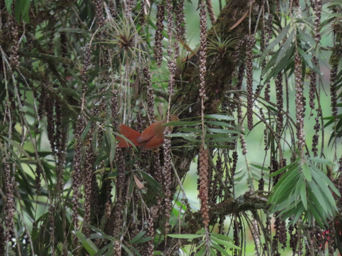Plain-crowned Spinetail - Cristian Cufiño