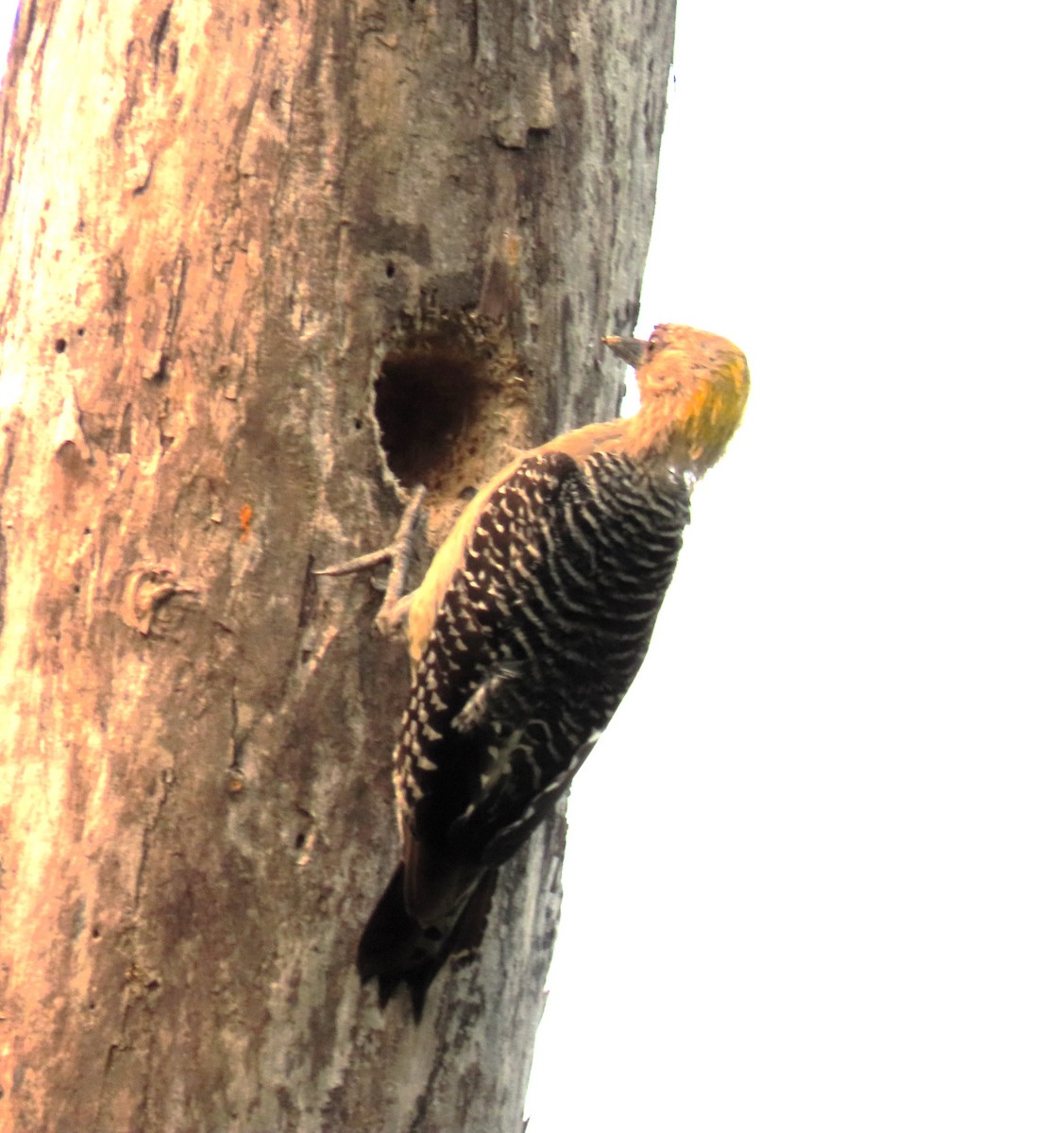 Hoffmann's Woodpecker - John Kugler