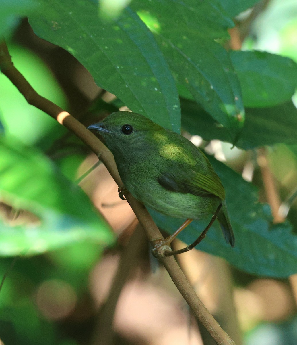 White-bearded Manakin - Miguel Podas