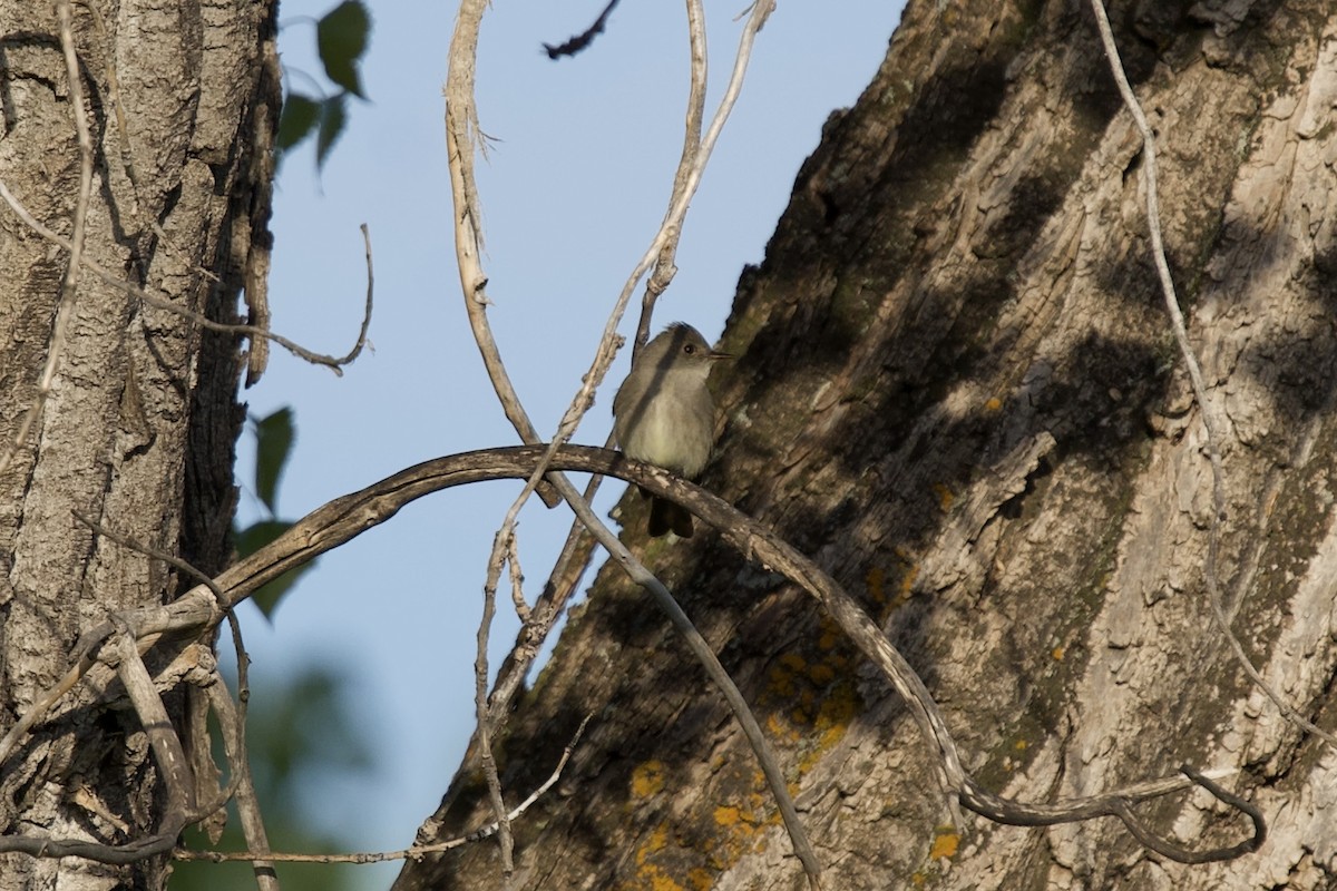 Western Wood-Pewee - Matthew Shuler