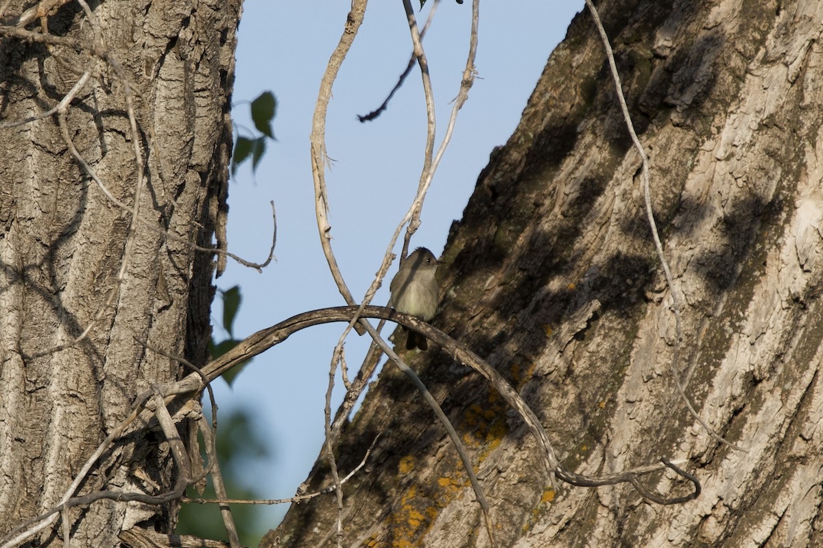 Western Wood-Pewee - Matthew Shuler