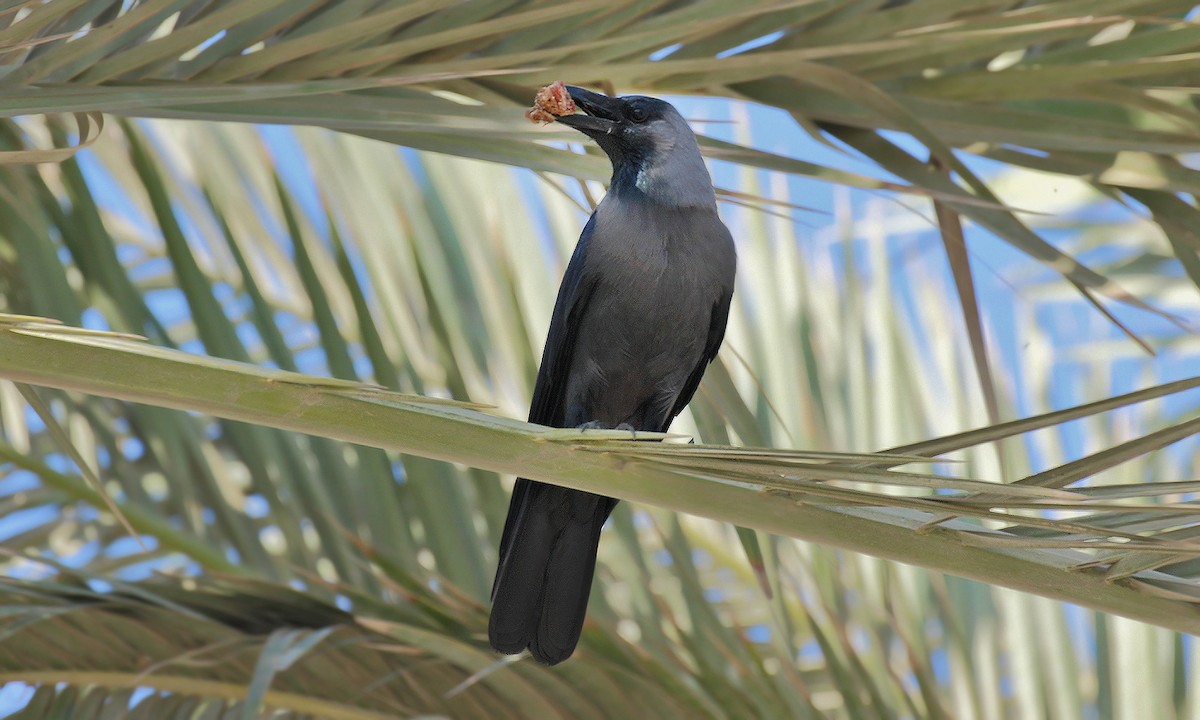 House Crow - Adrián Braidotti