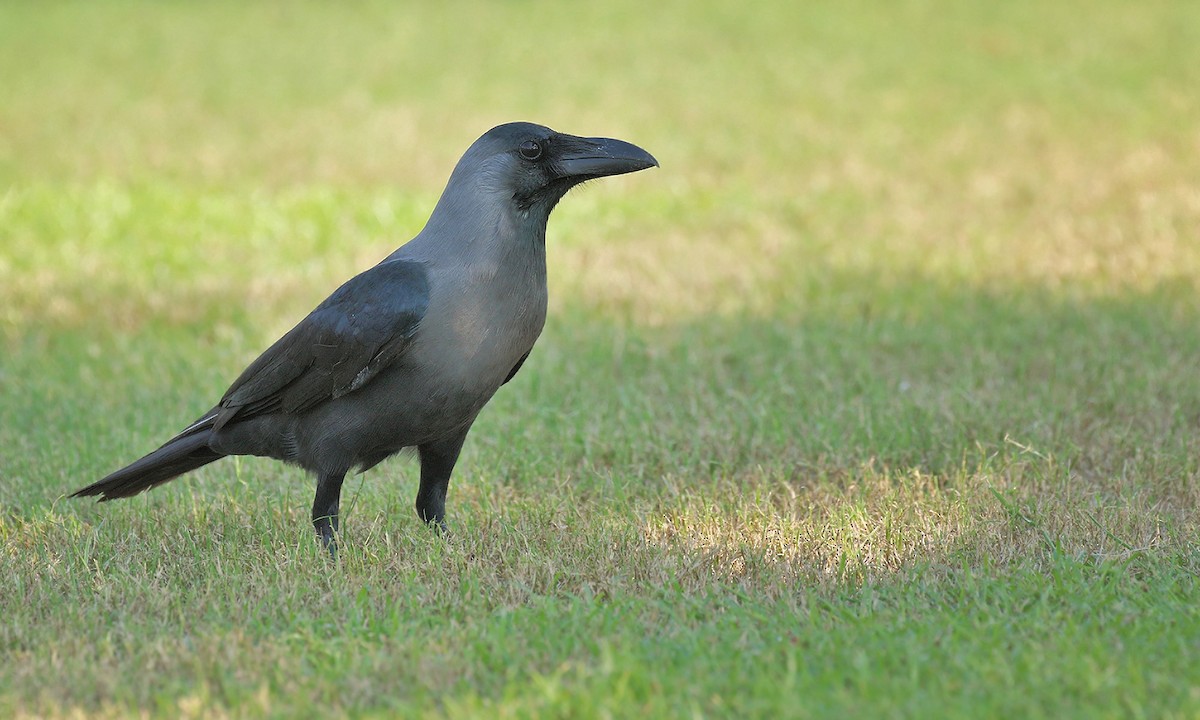 House Crow - Adrián Braidotti