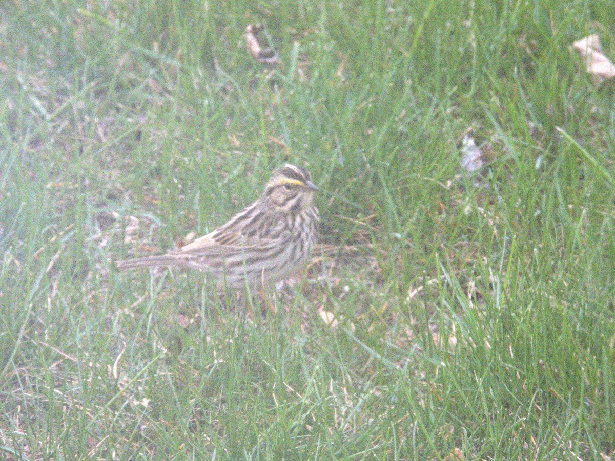 Savannah Sparrow - Vince Hiebert