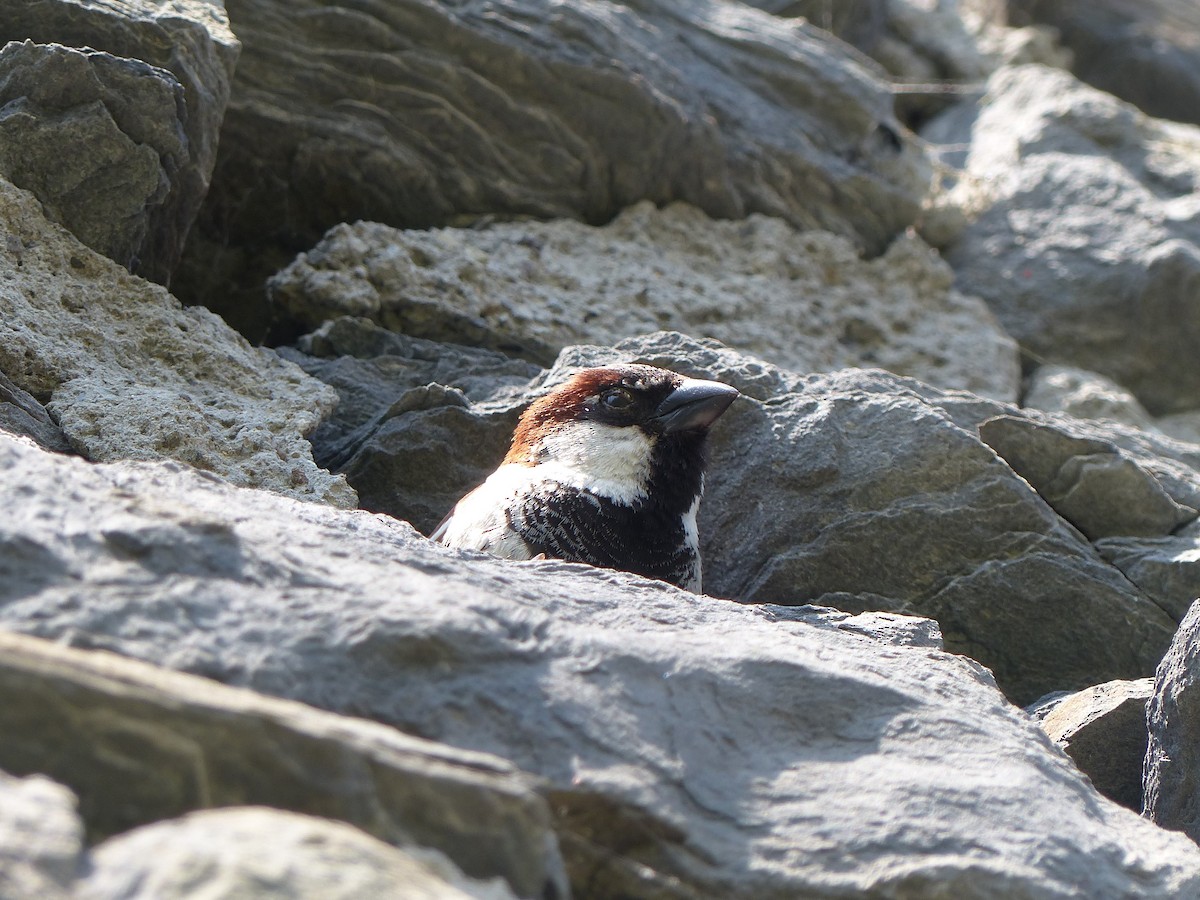 House Sparrow - Matthew Hart