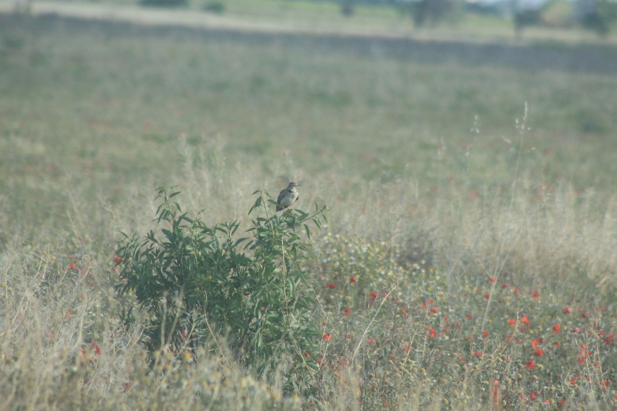 Calandra Lark - Arnau Pedrocchi