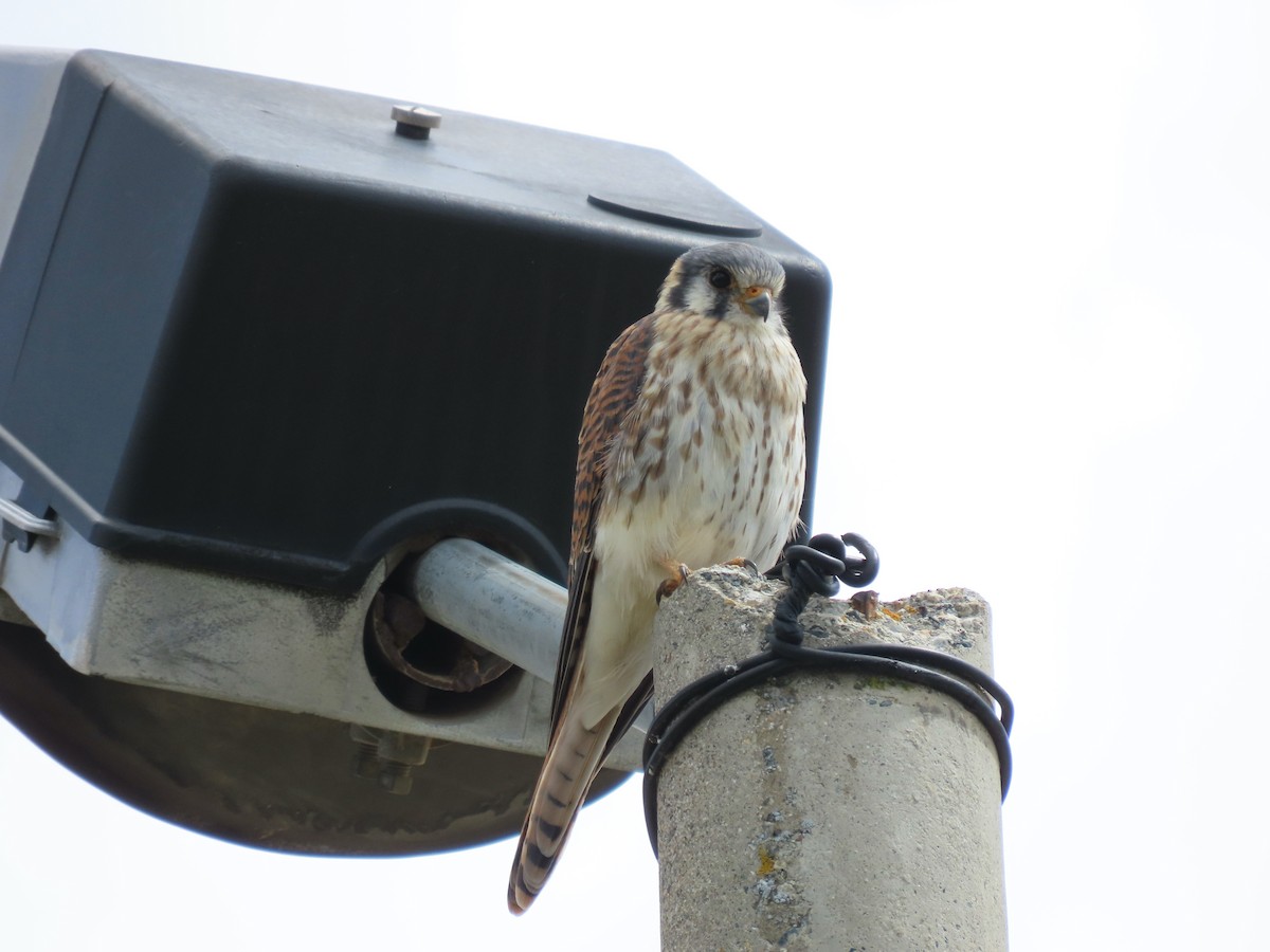 American Kestrel - Luis Teixeira