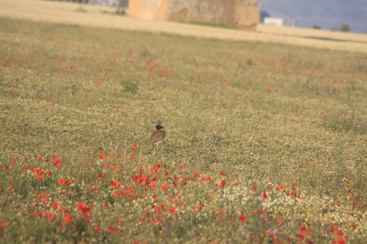 Little Bustard - Arnau Pedrocchi