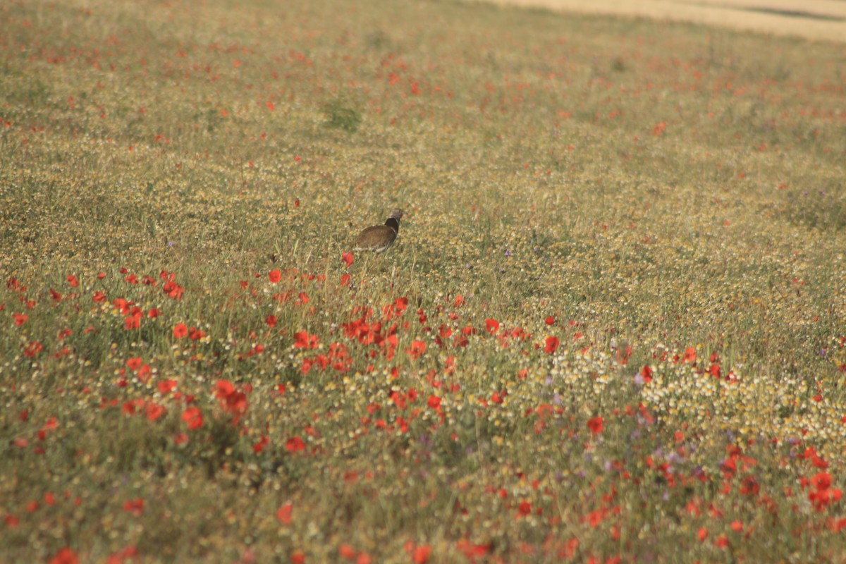 Little Bustard - Arnau Pedrocchi